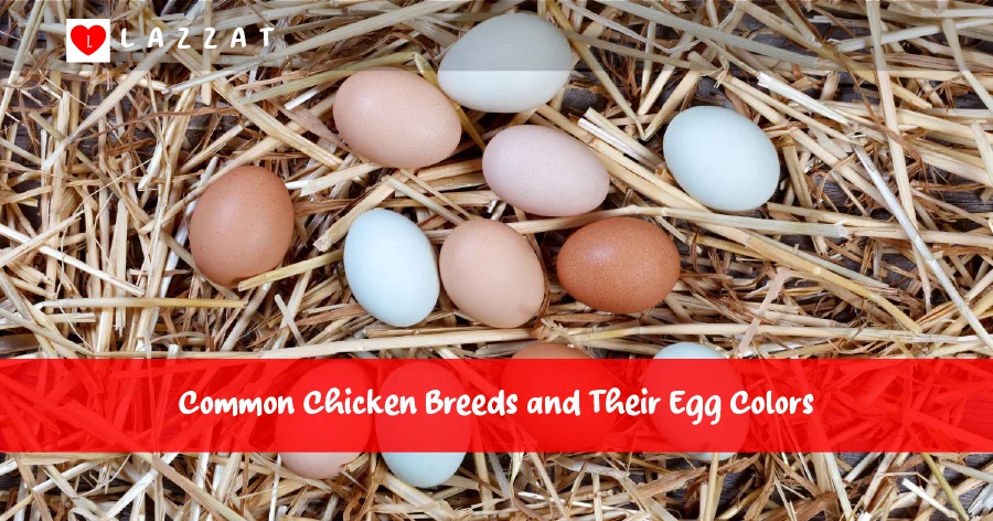 Common Chicken Breeds and Their Egg Colors