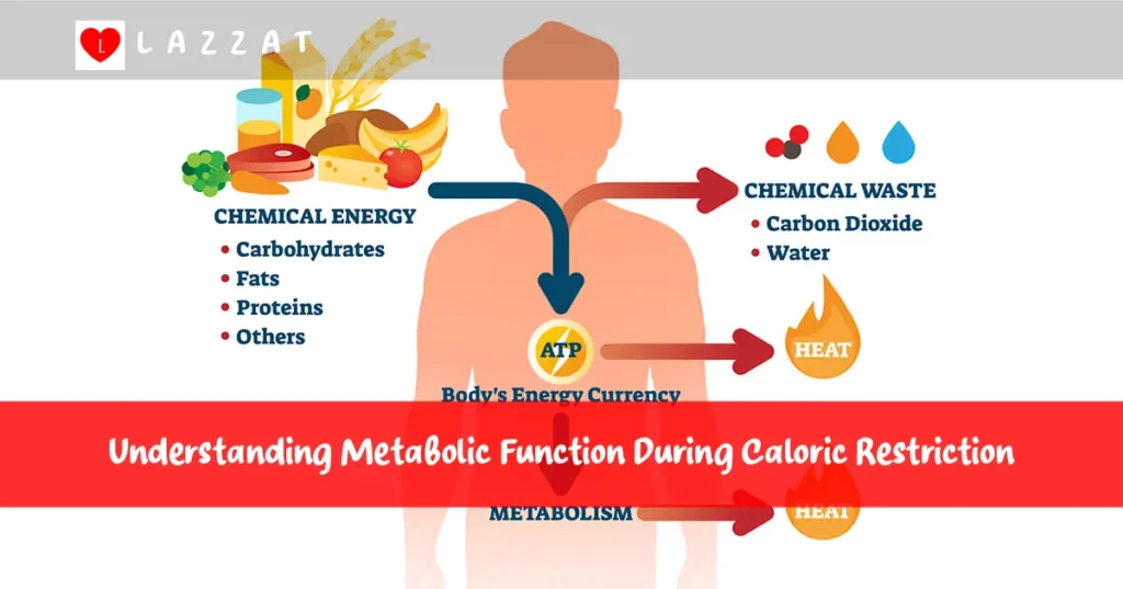 Understanding Metabolic Function During Caloric Restriction